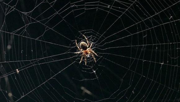 Sintetizan un insecticida ecológico basado en veneno de araña