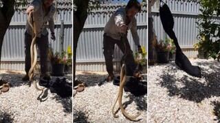 Serpientes venenosas se aparean en el patio de una casa y son detenidas