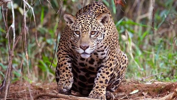 La pérdida de hábitat y la deforestación son dos de las principales amenazas para el jaguar en América Latina. Foto: Wikimedia Commons