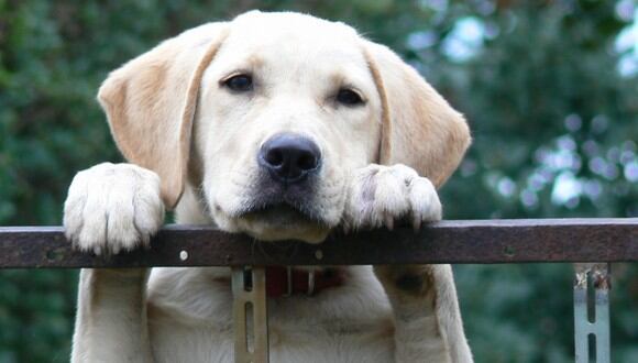 Un labrador fue rescatado de las manos de un desconocido por un heroico conductor de autobús. (Foto: Pixabay/Referencial)