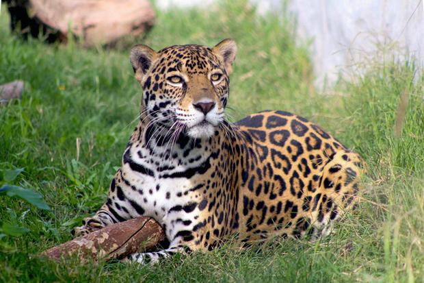 Sugar, uno de los jaguares que están bajo el resguardo del santuario localizado en Oaxaca. Foto: Andrea Reyes/Jaguares en la Selva
