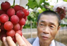 Japón: venden un racimo de uvas por 5.400 dólares