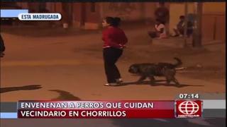 Denuncian envenenamiento de perros para robar en Chorrillos