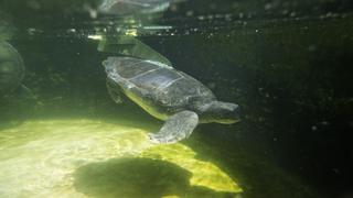 La tortuga mutilada que vuelve a nadar con aleta artificial