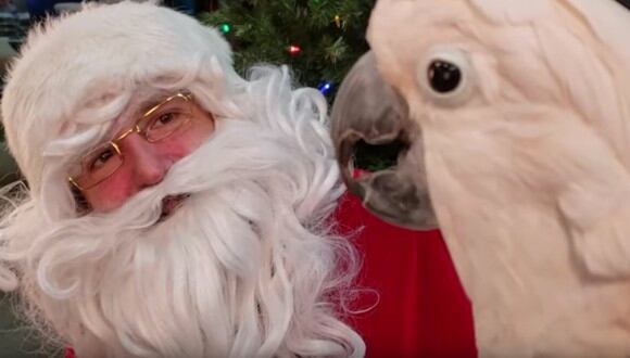 Adorable cacatúa conoce por primera vez a Santa Claus y el conmovedor encuentro se hace viral en redes. (Foto: Captura YouTube)