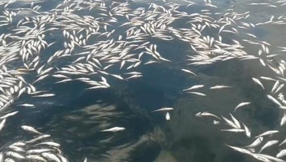 Merluzas juveniles, cuyas tallas oscilaban entre 15 a 25 cent&iacute;metros. (Captura: V&iacute;deo)