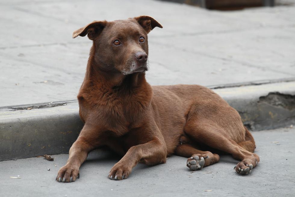 La Estrategia Nacional de Zoonosis del Minsa informó que el 82% de municipalidades distritales de Lima Metropolitana cuentan con ordenanzas que implementan el registro de canes. (Foto: El Comercio)