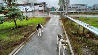 El hallazgo en los perros de Chernobyl que sorprendió a los científicos: “Fue un hito para nosotros”