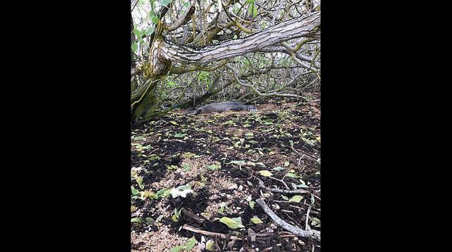 Mark Zuckerberg ahora trabaja por preservar naturaleza de Hawái - 4