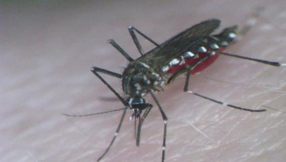Descubren proteína responsable del dengue hemorrágico