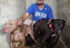 El negocio de los perros agresivos: mutilaciones, anabólicos y otras crueles prácticas en Perú