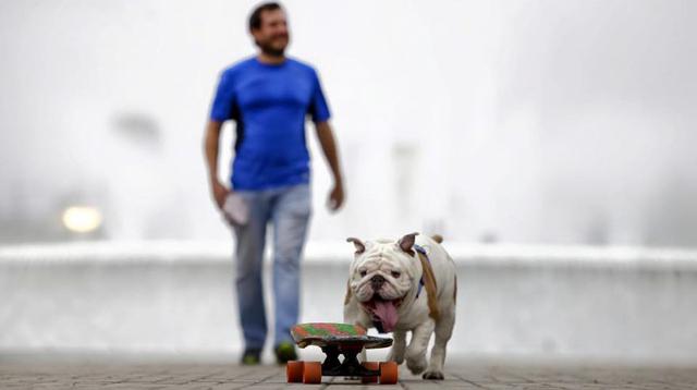 El perro Otto encantó a visitantes del Circuito Mágico del Agua - 6