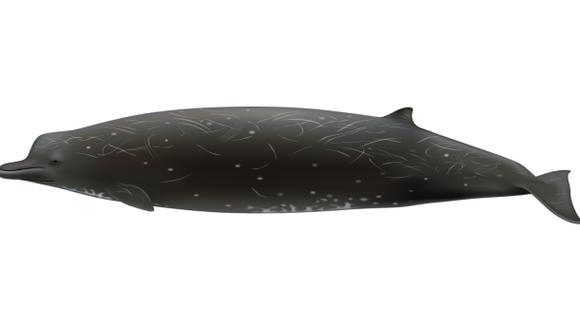 Confirman existencia de nueva especie de ballena