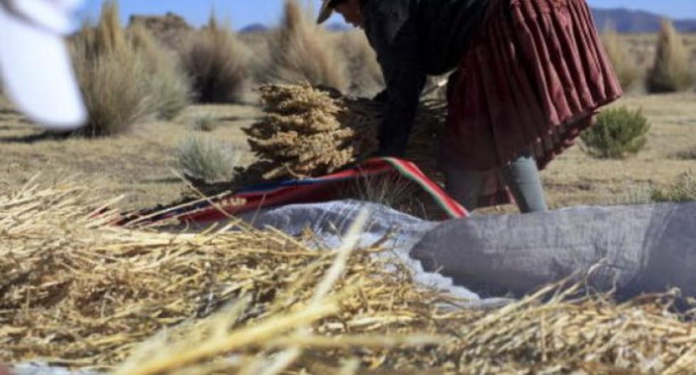 Fenómeno El Niño: 31.000 hectáreas de cultivos afectadas en Bolivia. (Foto: Andina)