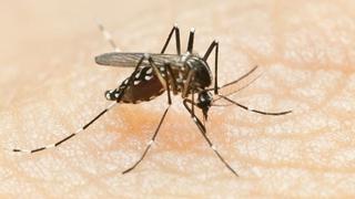 Minsa emite alerta epidemiológica en todo el país ante incremento de casos de dengue 