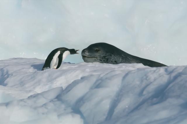 Esta persecución entre un pingüino y una foca en las aguas de la Antártida se ha vuelto viral en Facebook. (Foto: Captura BBC)