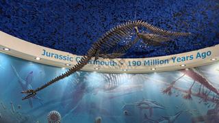 El fósil de reptil marino de 200 millones de años que fue hallado por un perro