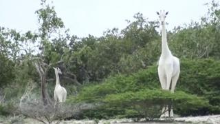 Cazadores furtivos matan a la última jirafa blanca hembra del mundo y a su cría