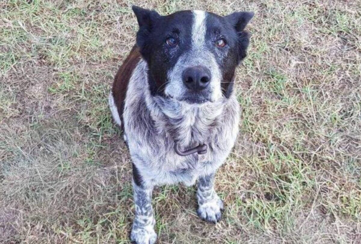 Max fue alabado por los usuarios en las redes sociales. (Facebook/Kelly Benston/@QldPolice)