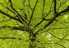 Investigadores construyen un “árbol artificial” para generar energía y calor en los hogares
