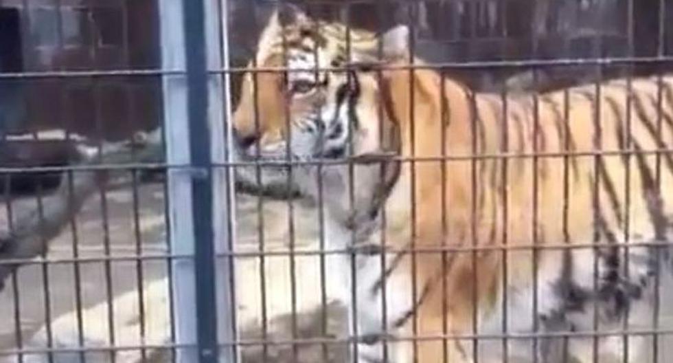 Tigre sorprende a familia en zoológico. (Foto: YouTube)