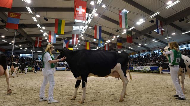Concurso de belleza para vacas causa sensación en Alemania - 4