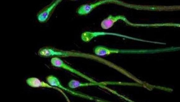 Científicos logran crear espermatozoides humanos in vitro