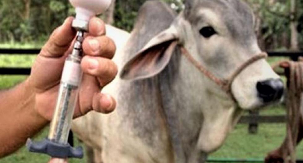 Senasa vacunó a 28,533 bovinos en la región Apurímac. (Foto: Andina)