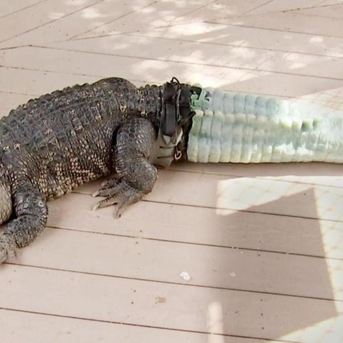 Animales | La historia del cocodrilo que recuperó su cola con una prótesis  en 3D | TECNOLOGIA | EL COMERCIO PERÚ