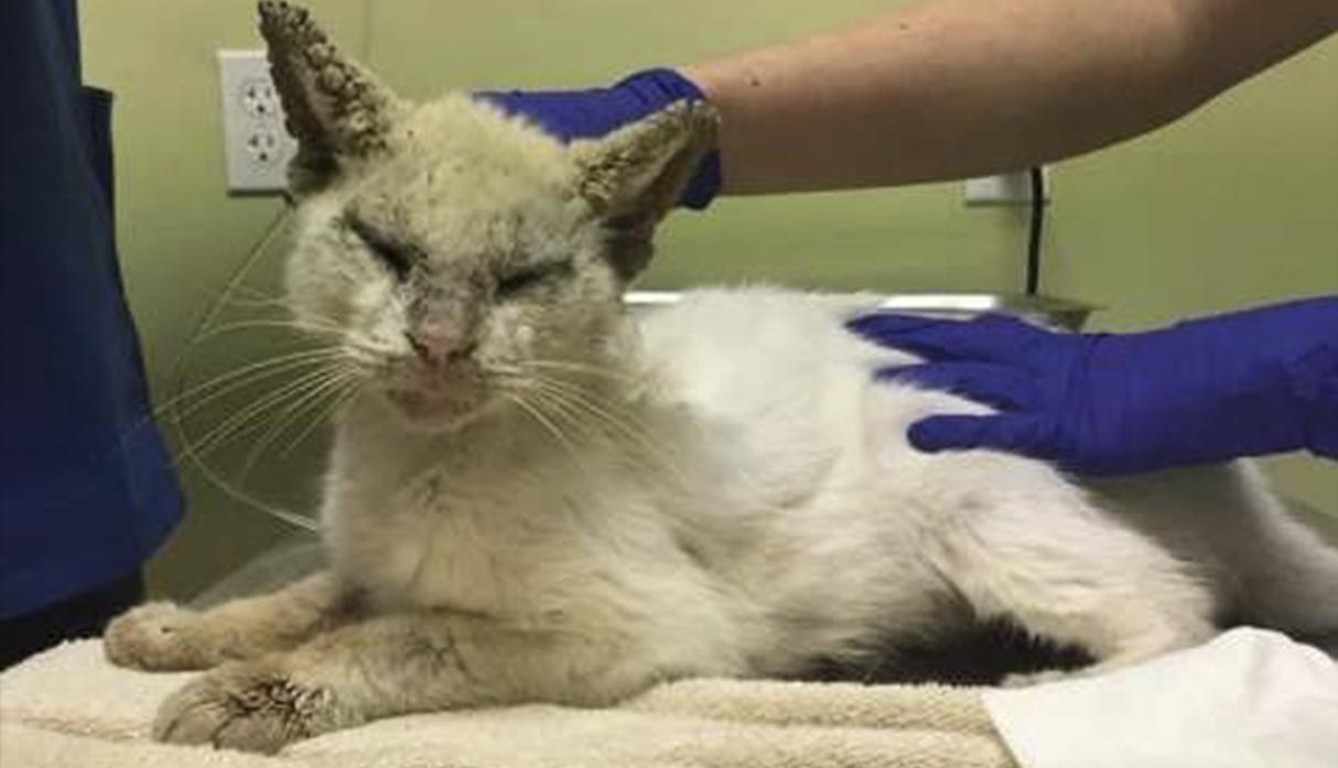 Creyeron que gato rescatado de la calle era ciego, pero lo curaron y se llevaron una gran sorpresa. (The Dodo / Facebook)