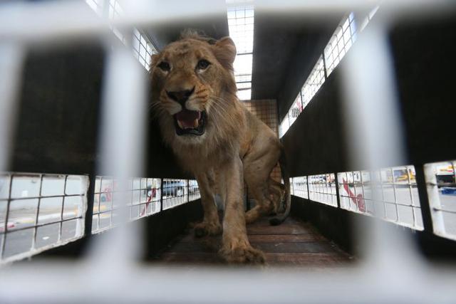 El renacer de 33 leones salvados del cautiverio [FOTOS] - 2