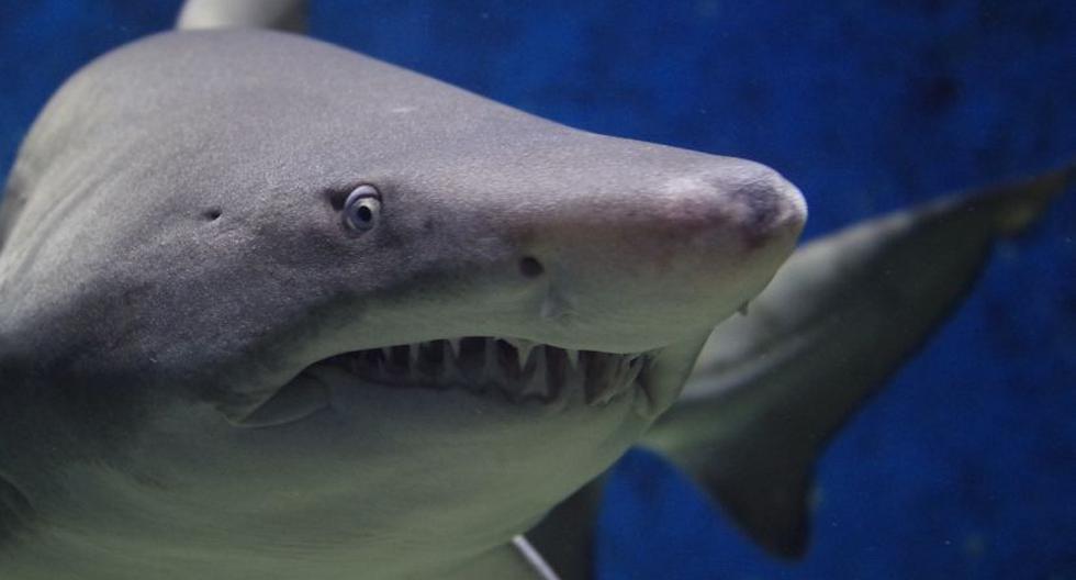 Imagen referencial de tiburón. (Foto: Pixabay)