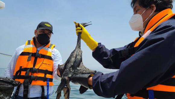 Un ave afectada rescatada del derrame de petróleo es atendida por personal del Sernanp | Foto. Sernanp
