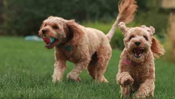 Las riñas entre perros que conviven suelen darse por exceso de libertad o por competir por comida, juguetes u objetos.