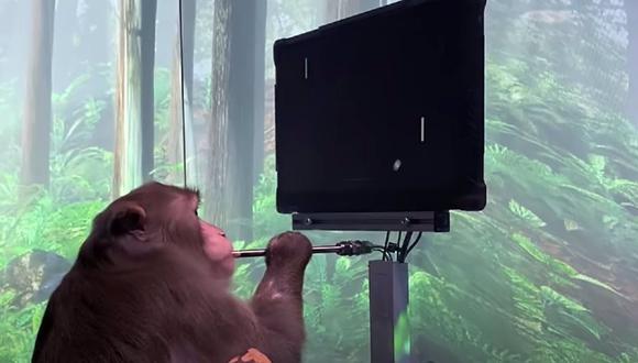 Macaco jugando al mind-pong con un interfaz Neuralink implantado en su cerebro. (NEURALINK/YOUTUBE)