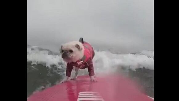 Un perro ha cautivado a decenas de personas en YouTube por su habilidad para la práctica del surf. (YouTube)