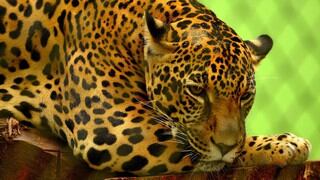 Primer jaguar nacido por inseminación es devorado por su madre