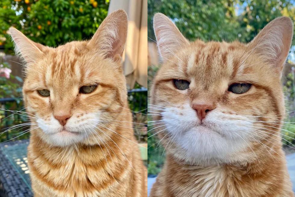 Instagram viral | ¿Garfield, eres tú? Gato conquista el Internet con su expresión de “Odio Los Lunes” | Estados Unidos | USA | | Los Angeles | California | IG | | Fotos | Cats | Trends | VIRALES | MAG.