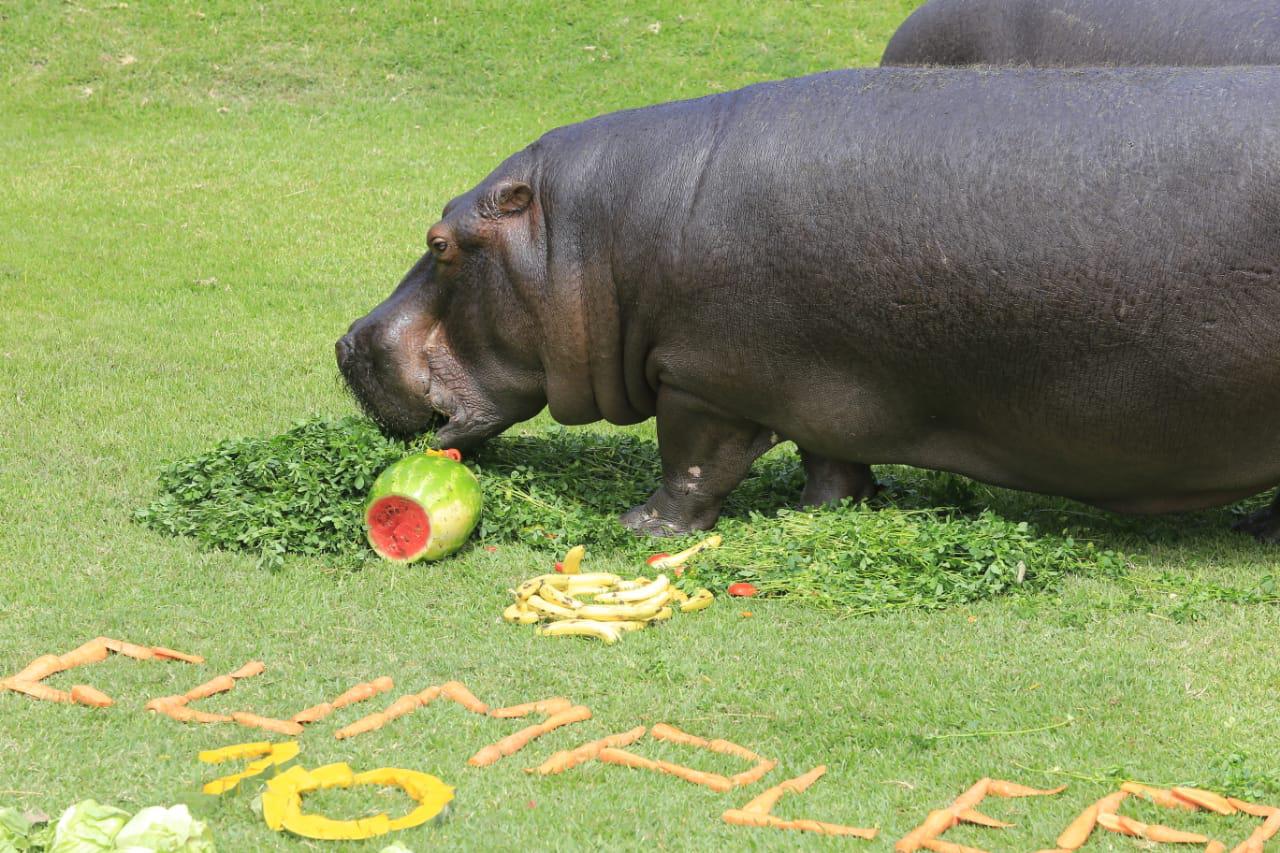 Cumpleaños de la hipopótamo Sol y la otorongo Isabel, del Parque de las Leyendas (Foto: Jessica Vicente).