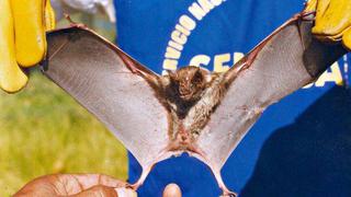 Los murciélagos almacenan un virus parecido al de la hepatitis C