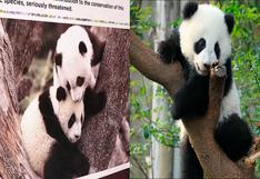 La pareja de pandas gigantes emprende su viaje desde China hacia España | VIDEO