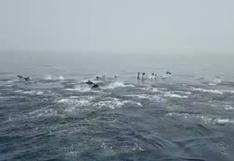 Facebook: marinos españoles grabaron especular encuentro con delfines [VIDEO]