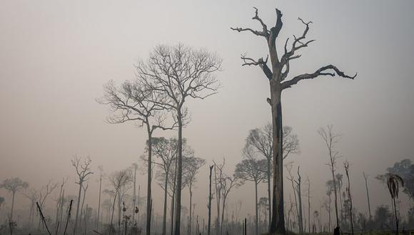 De acuerdo al Programa Nacional de Conservación de Bosques adscrito al Ministerio del Ambiente, el año pasado se deforestaron 147 mil 402 hectáreas de bosque amazónico cifra que equivale a 4.7% menos de lo reportado durante el año 2018, año en que se perdieron 154 mil 766 hectáreas de bosque. (Foto referencial).