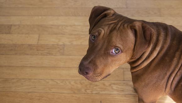 Estereotipos asocian que algunas razas de perros, como los pitbull, son más agresivas. (Foto: Pixabay)