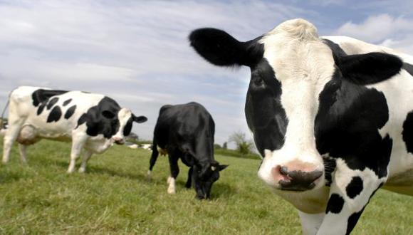 EE.UU.: ganaderos matan vacas para mantener precio de la leche