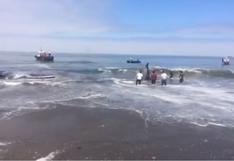 YouTube: rescatan ballena azul varada en playa chilena | VIDEO