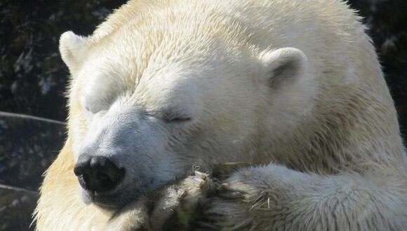 El pelo del oso polar puede retener el calor porque&nbsp;tiene una cavidad larga y cilíndrica en su centro. (Referencial - Pixabay)