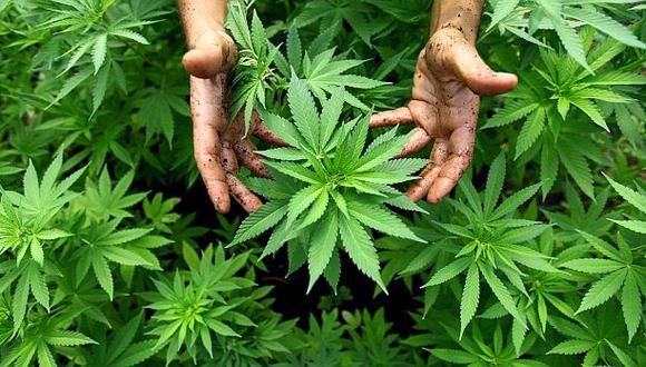 Devida pide al Minsa debatir la legalización de la marihuana