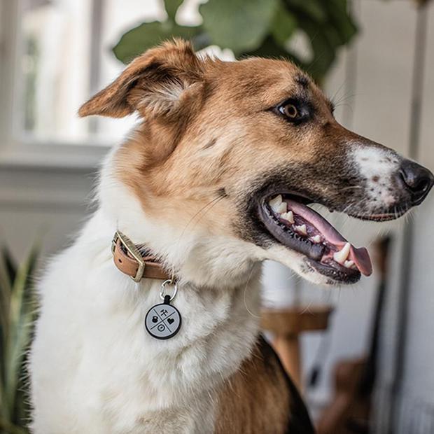 Bajo Capilares Triplicar WUF: ¡5 accesorios innovadores y seguros para pasear a tu perro! | WUF | EL  COMERCIO PERÚ