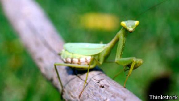 Las mantis son conocidas porque a veces las hembras devoran a los machos durante el apareamiento. (BBC)